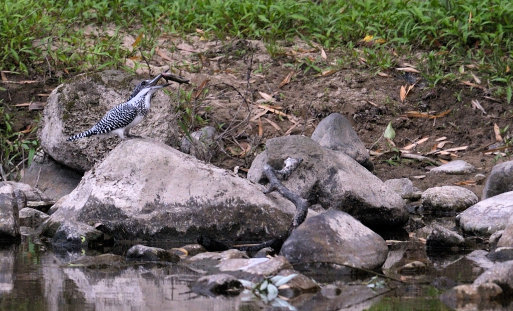 アクティブＤライティング
