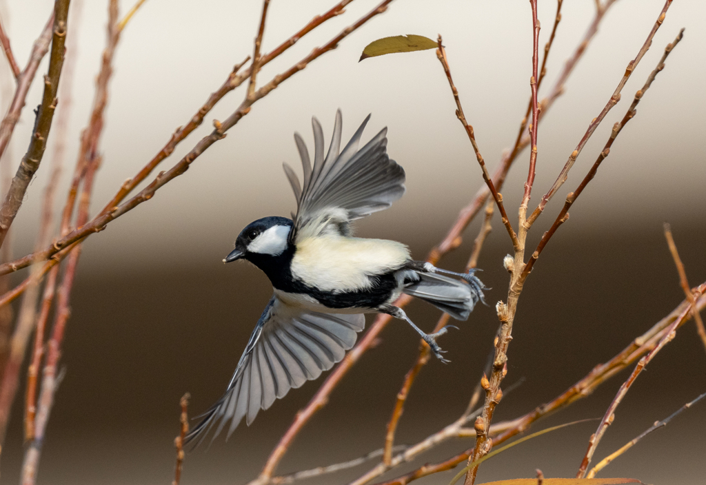 よい年を！！！