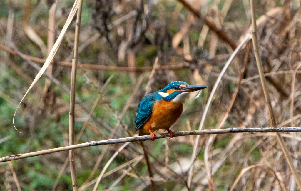 DSC03303