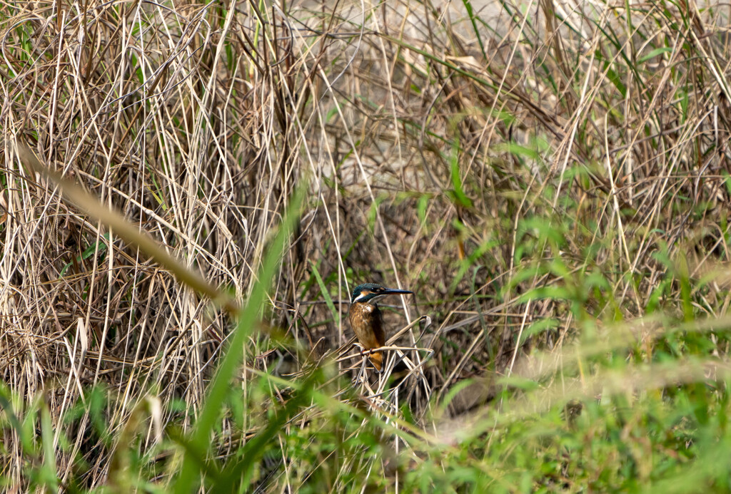 久々のカワセミ