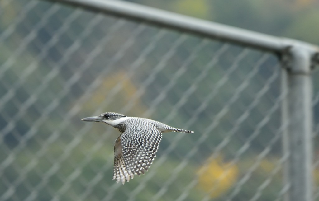 金網の向こうに・・・