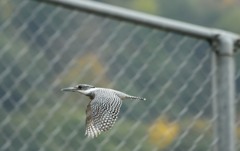 金網の向こうに・・・