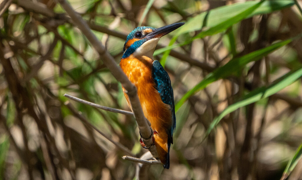 久々のカワセミ