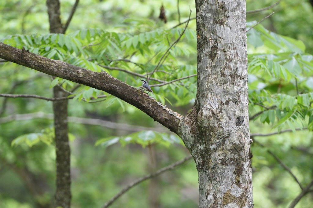 とりさん・・・・(ﾟ∀ﾟ ；)ﾀﾗｰ