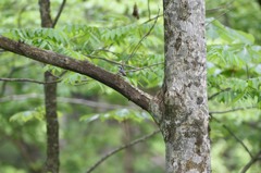 とりさん・・・・(ﾟ∀ﾟ ；)ﾀﾗｰ