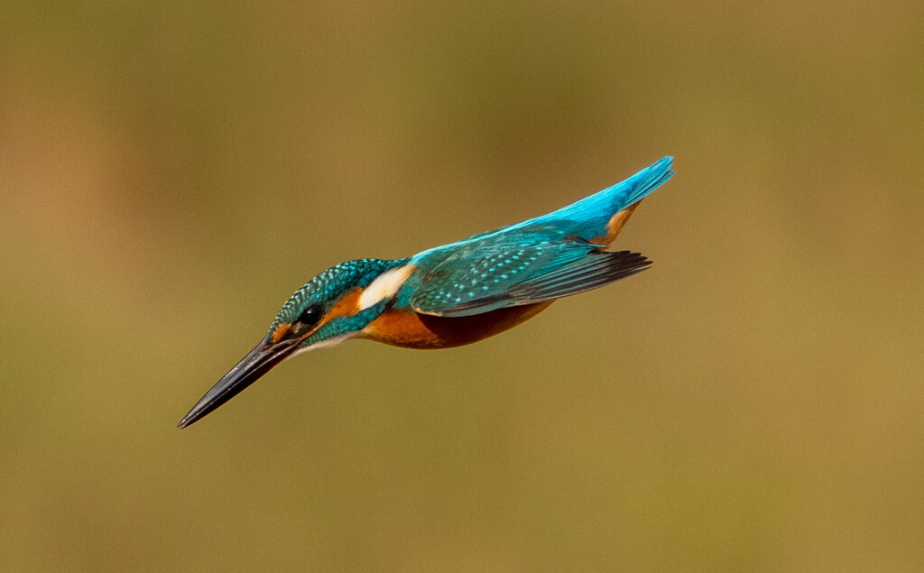 ホバからの突！！