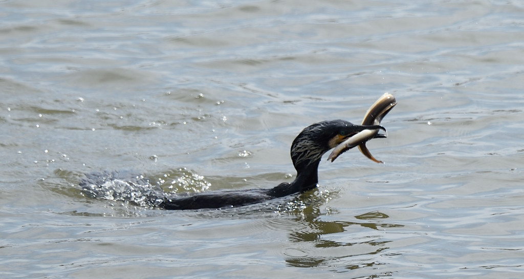 鰻の踊り食い？ｗ