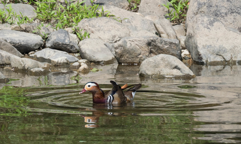 再来週は・・・