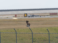 プロキャプチャー　６