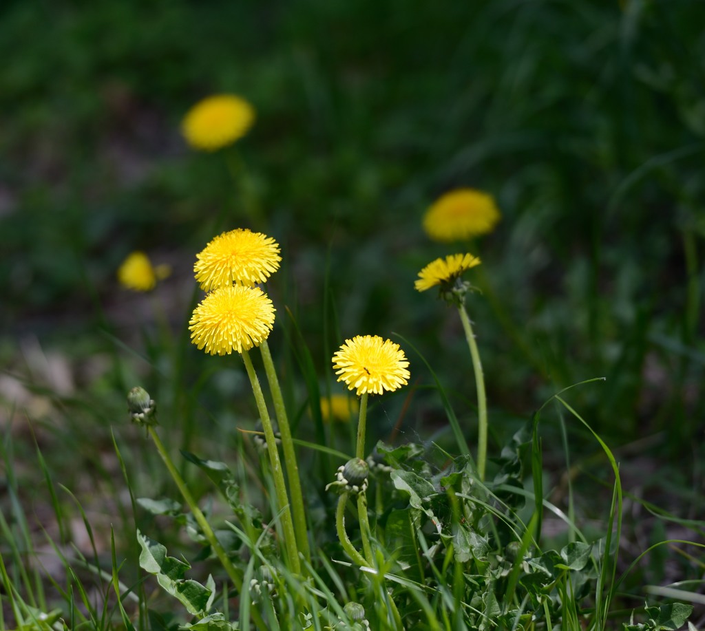 たんぽぽーーんｗ