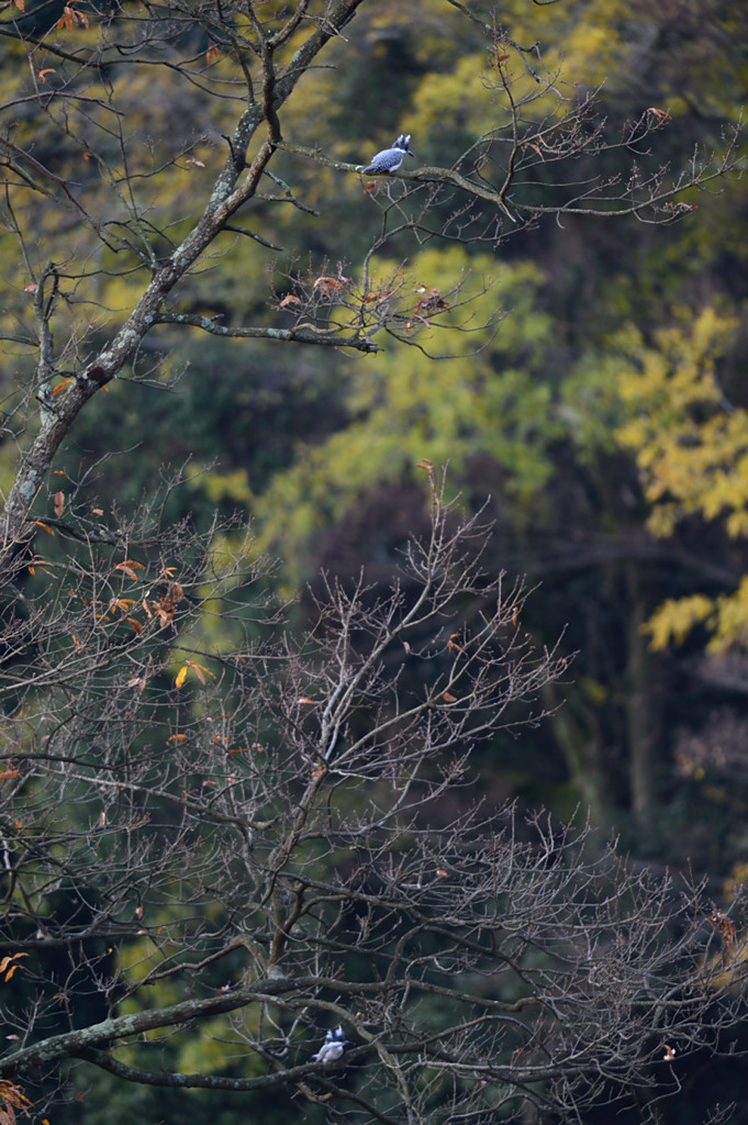 出来れば・・・・