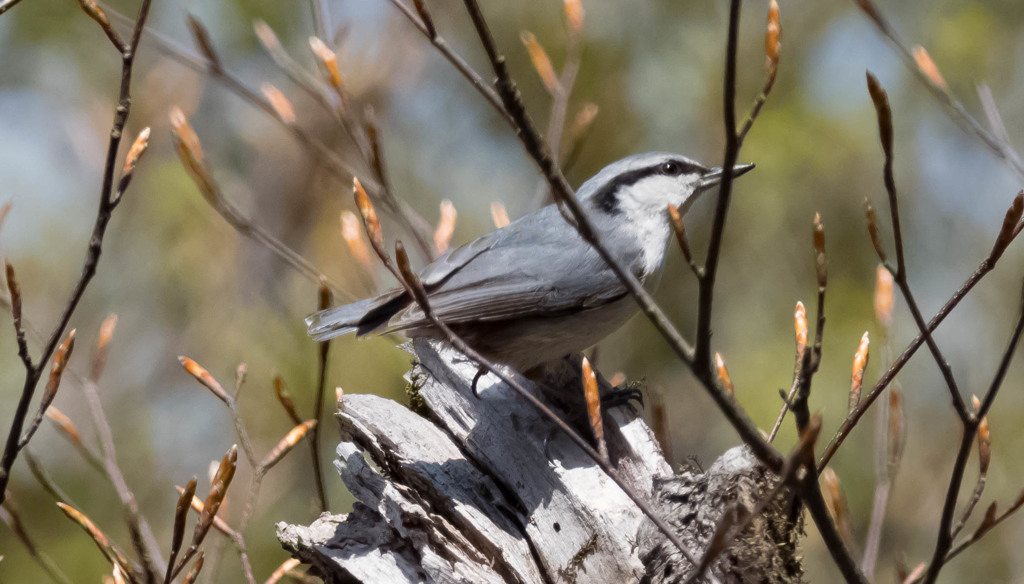 ちっさい鳥さん