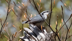 ちっさい鳥さん