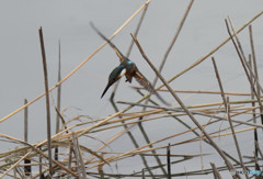 マグレ・・・ マグレ・・・