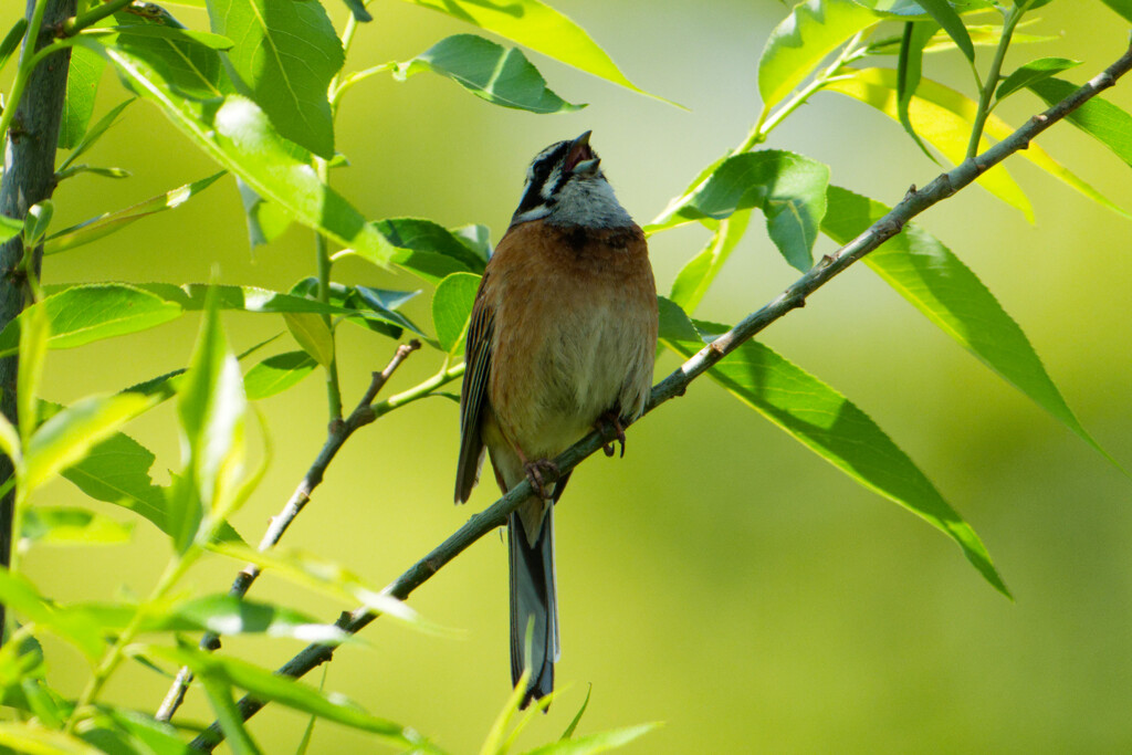 鳥さん