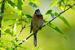 鳥さん