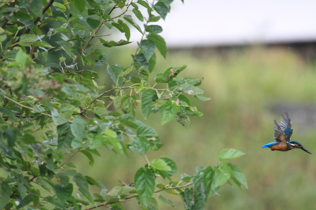 ギリギリ・・・