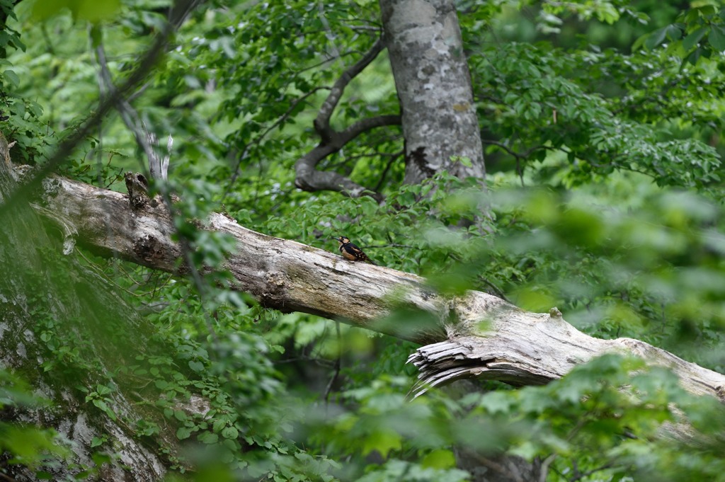 ゲラゲラ・・・・(^^;;