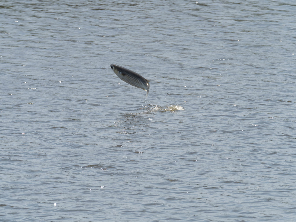 プロキャプチャー　６