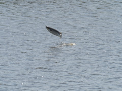 プロキャプチャー　６