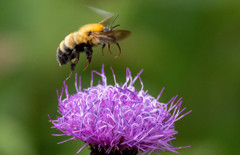 プロキャプチャーの・・