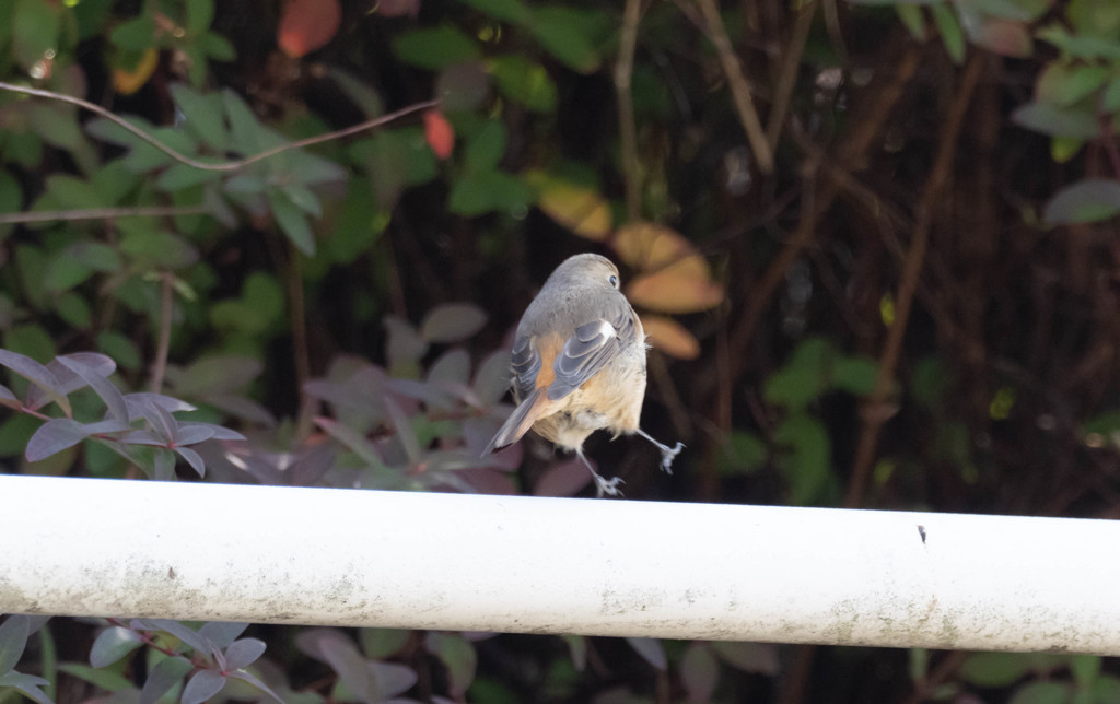 プロキャプチャー