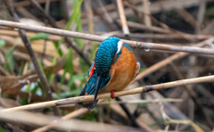今年もよろしくお願い致します