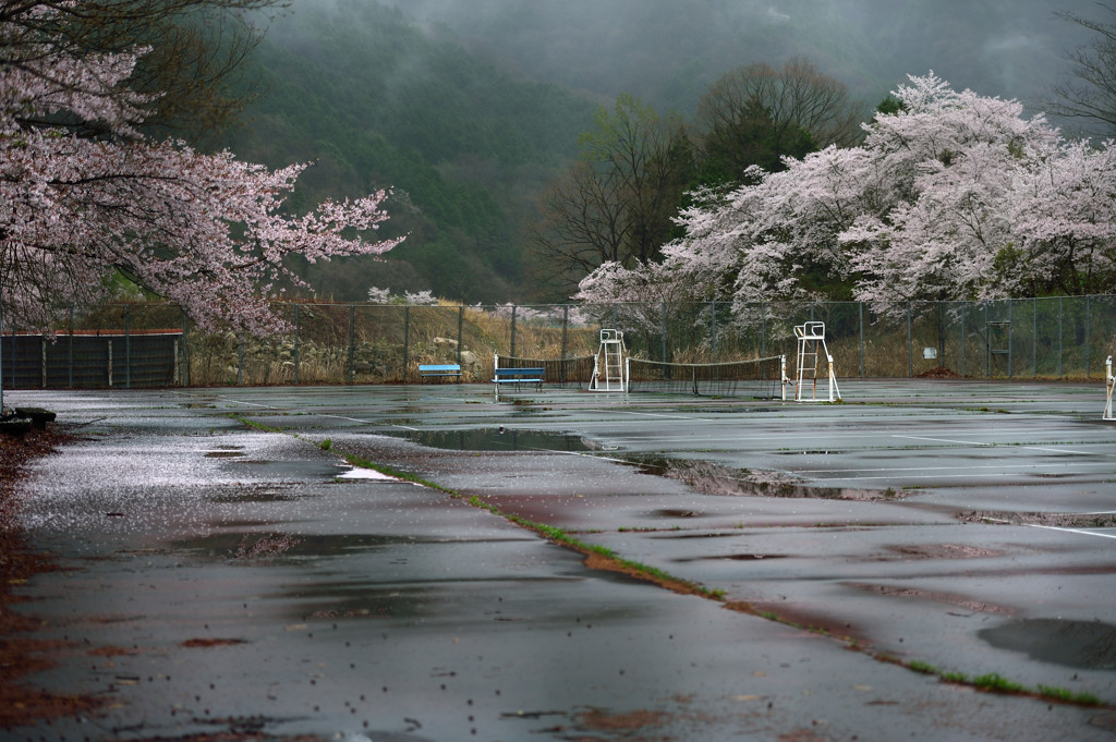 ぼっちな花見　３