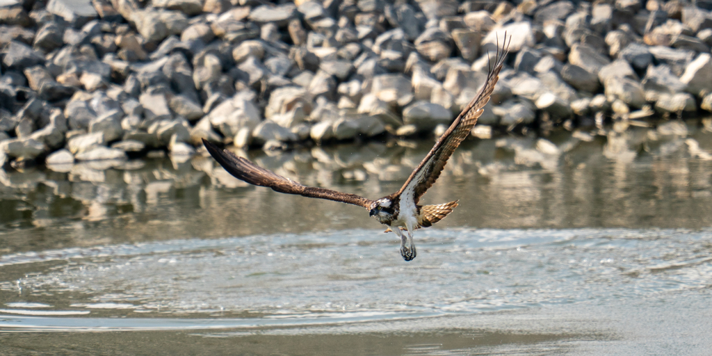 スガでも、、、
