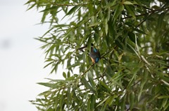 激近・・・のーとり