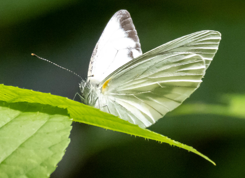 シロショウ便ｗｗｗ