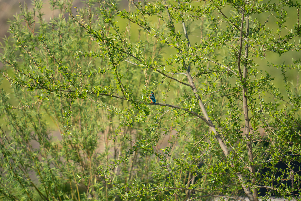 ほとんどがコレ。。