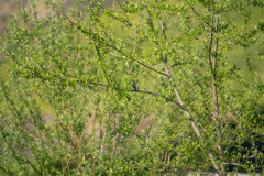 ほとんどがコレ。。