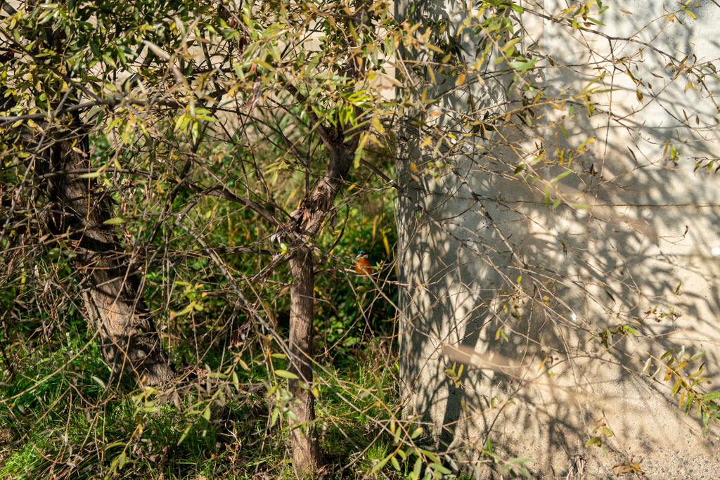 カワセミを探せ・・・