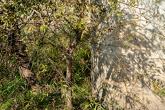 カワセミを探せ・・・