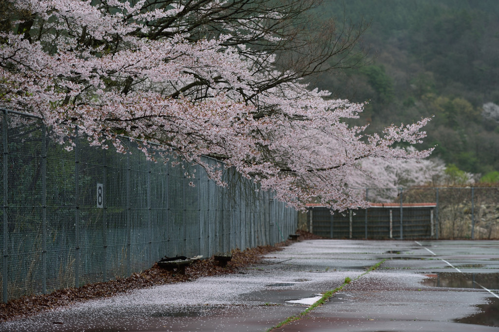 ぼっちな花見　２