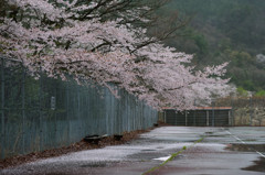 ぼっちな花見　２