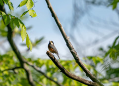 紅い奴を。。。