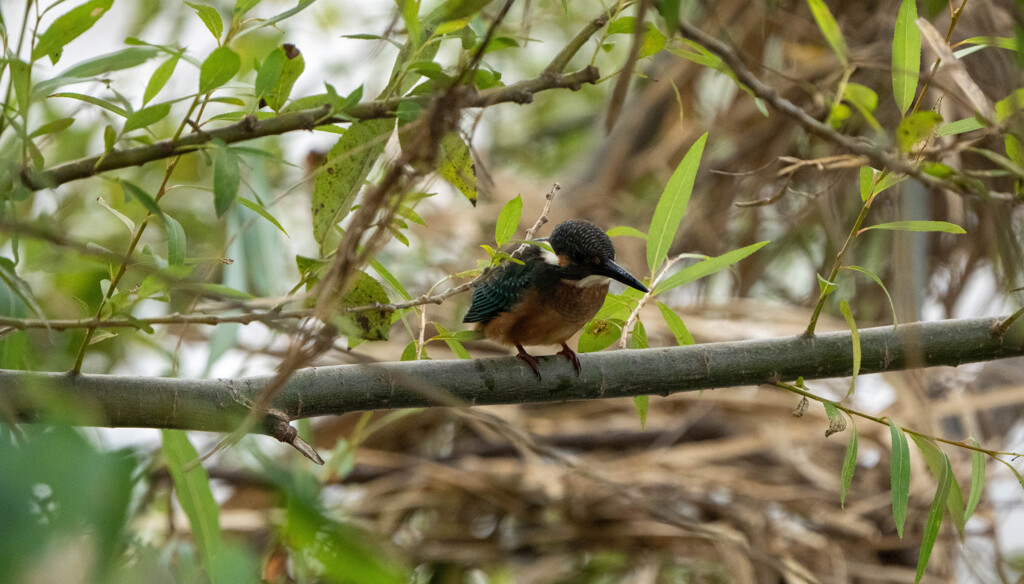 久々のカワセミ