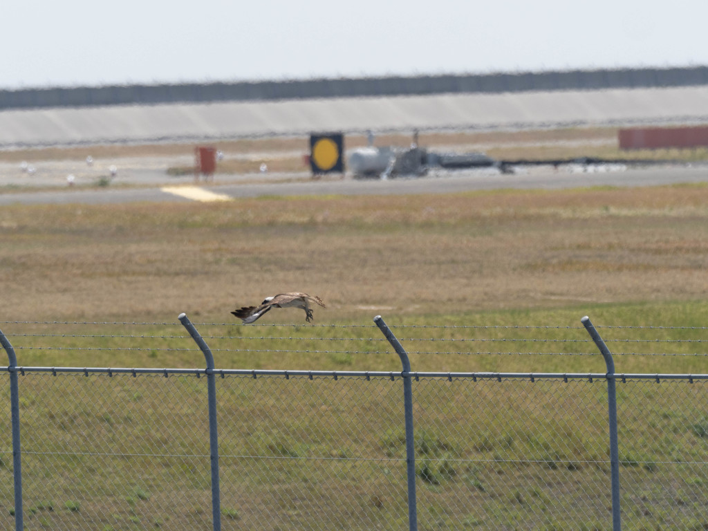 プロキャプチャー　８