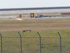 プロキャプチャー　８