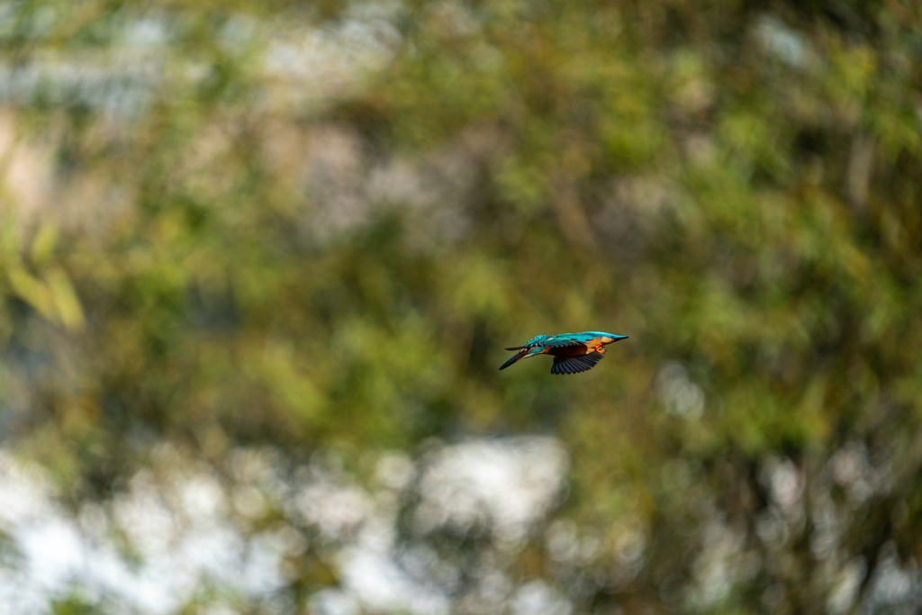 連写　ノートリ