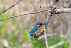 １．７テレコン