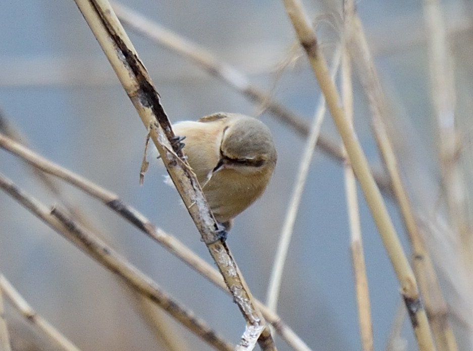 幼鳥？？？？？