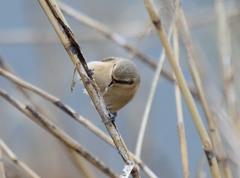 幼鳥？？？？？