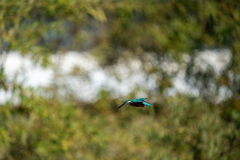 連写　ノートリ