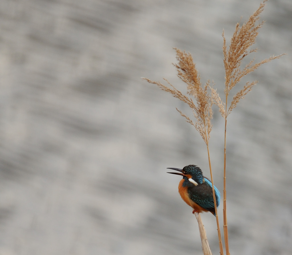 ベランダから・・