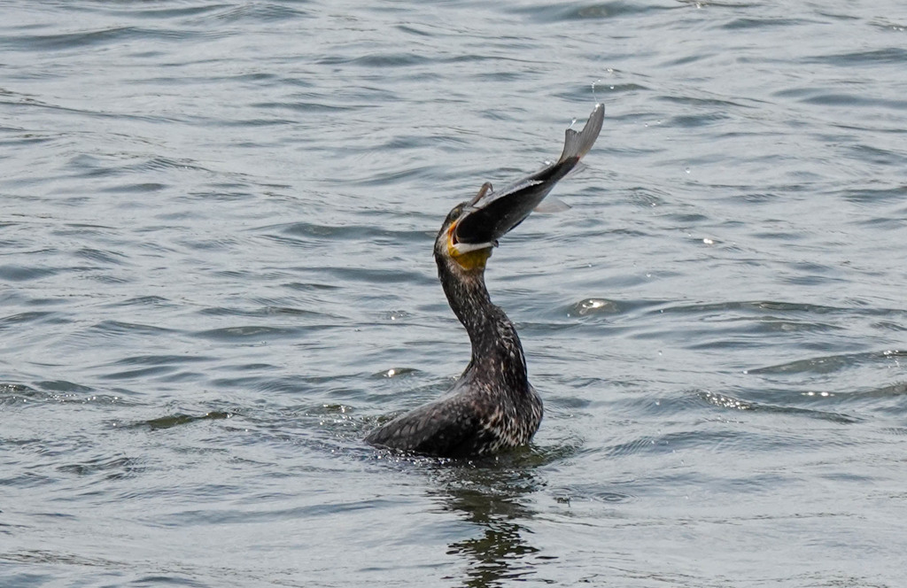 欲張りな・・・ｗｗ