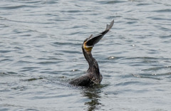 欲張りな・・・ｗｗ