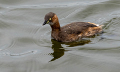 飛ばない時の・・・